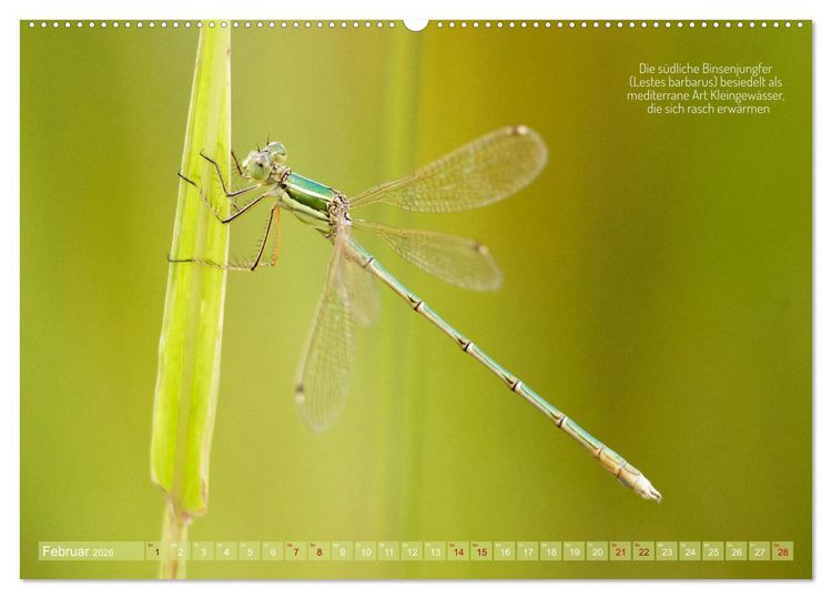Produktbild: Frankens Insekten (hochwertiger Premium Wandkalender 2026 DIN A2 quer), Kunstdruck in Hochglanz