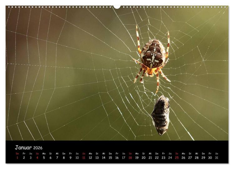 Produktbild: Heimische Spinnen (hochwertiger Premium Wandkalender 2026 DIN A2 quer), Kunstdruck in Hochglanz