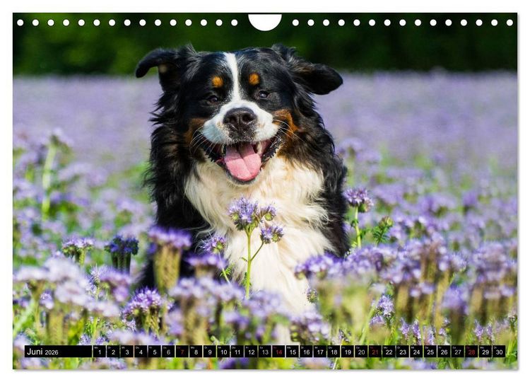 Produktbild: Berner Sennenhunde in Action (Wandkalender 2026 DIN A4 quer), CALVENDO Monatskalender