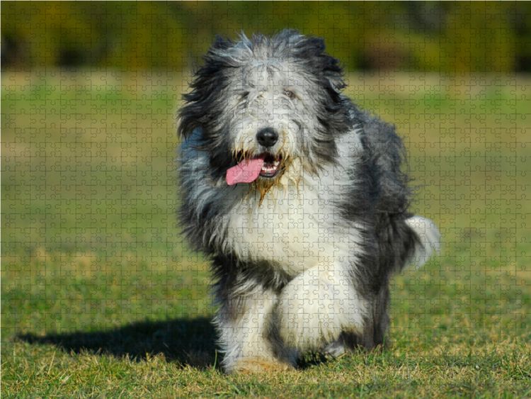 Produktbild: CALVENDO Puzzle Bearded Collie - Jungr&uuml;de | 1000 Teile Lege-Gr&ouml;&szlig;e 64x48cm Foto-Puzzle f&uuml;r gl&uuml;ckliche Stunden