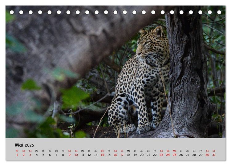 Produktbild: Leoparden - gro&szlig; und klein (Tischkalender 2026 DIN A5 quer), CALVENDO Monatskalender