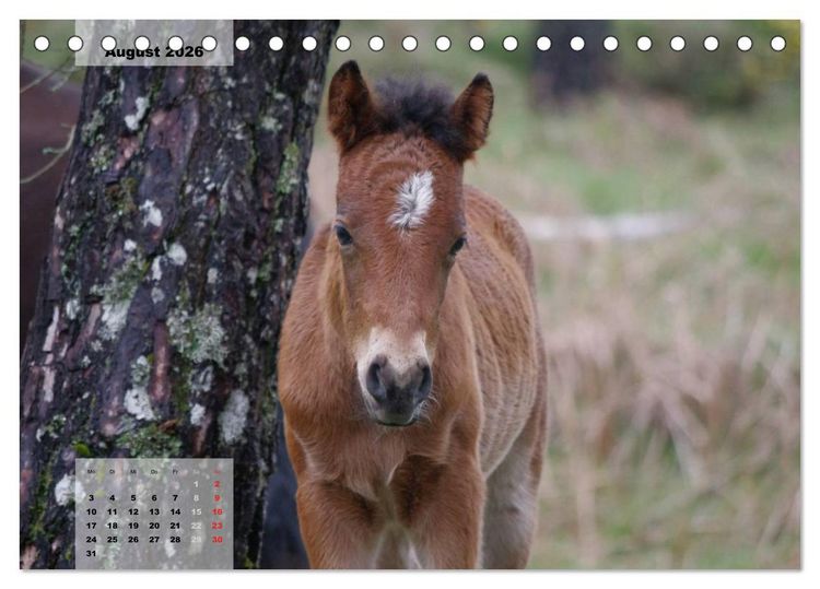 Produktbild: Nordportugal - Heimat der letzten wilden Pferde (Tischkalender 2026 DIN A5 quer), CALVENDO Monatskalender