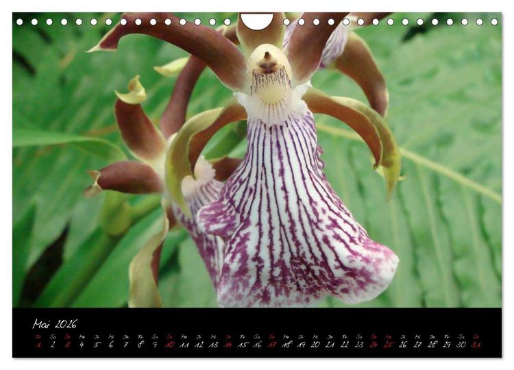 Produktbild: Farbenreiche Orchideen (Wandkalender 2026 DIN A4 quer), CALVENDO Monatskalender