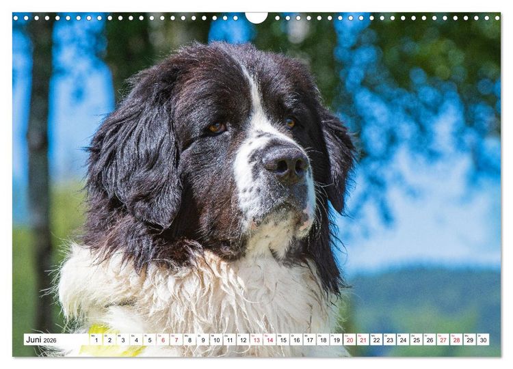 Produktbild: Traumhund Landseer (Wandkalender 2026 DIN A3 quer), CALVENDO Monatskalender