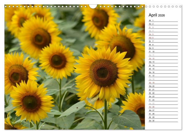 Produktbild: Ein Jahr lang Sonnenblumen (Wandkalender 2026 DIN A3 quer), CALVENDO Monatskalender