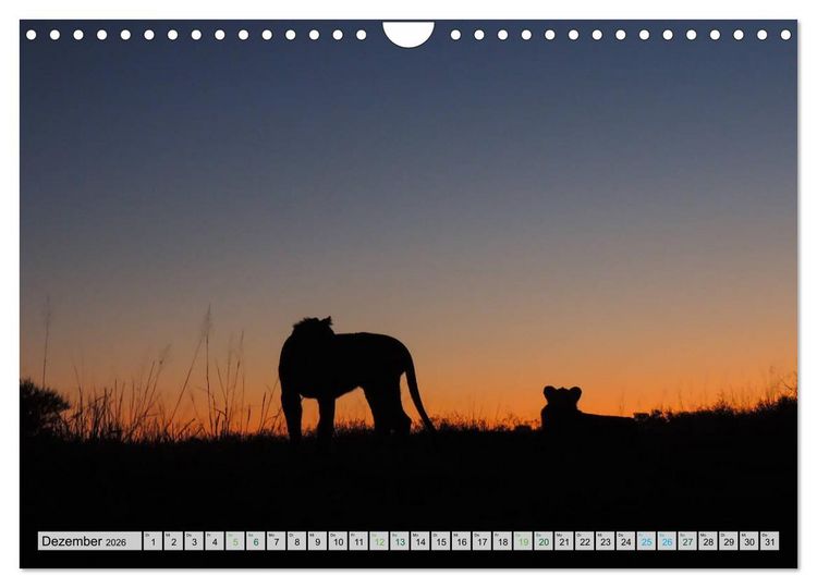 Produktbild: L&ouml;wen. Die K&ouml;nige Afrikas (Wandkalender 2026 DIN A4 quer), CALVENDO Monatskalender