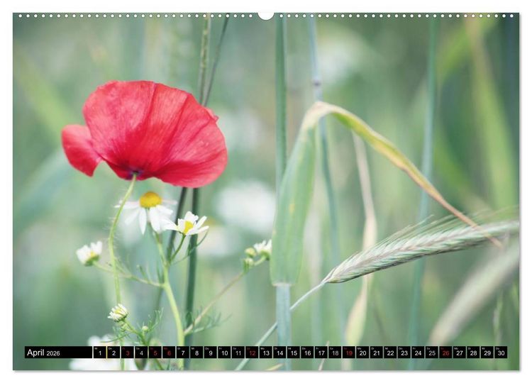 Produktbild: Mohnblumen (hochwertiger Premium Wandkalender 2026 DIN A2 quer), Kunstdruck in Hochglanz