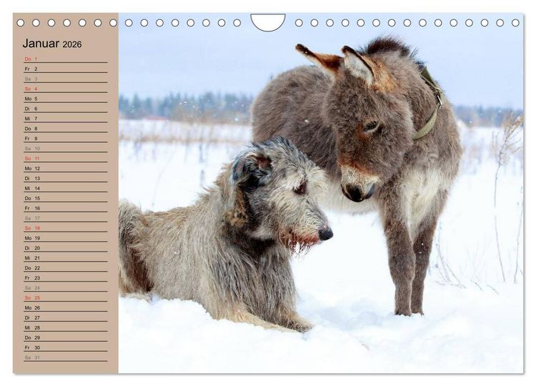 Produktbild: Das Esel-Paradies - Hunde und andere Feunde (Wandkalender 2026 DIN A4 quer), CALVENDO Monatskalender