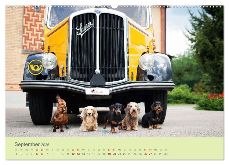 Produktbild: Dackel unterwegs (Wandkalender 2026 DIN A2 quer), CALVENDO Monatskalender