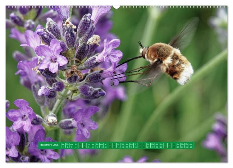 Produktbild: La vie de nos prairie, les papillons (Calendrier mural 2026 DIN A2 vertical) calendrier de bureau