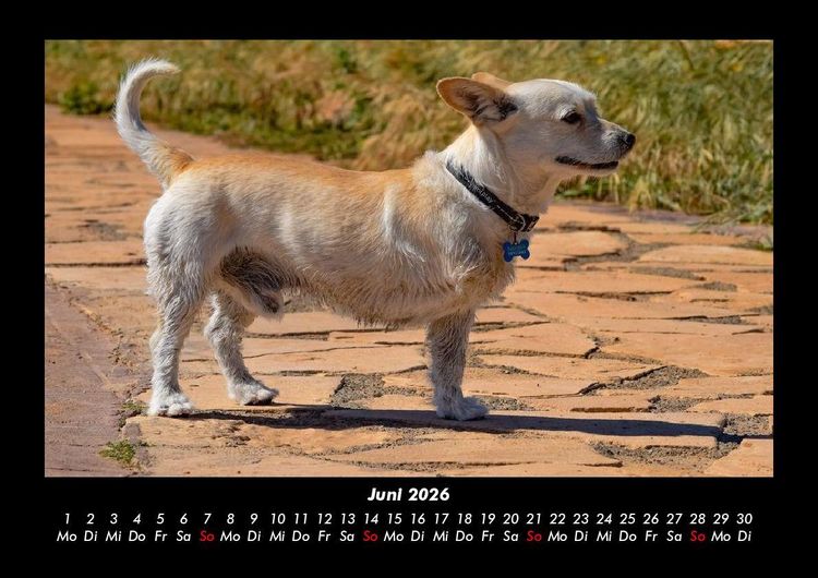 Produktbild: Der Hundekalender 2026 Fotokalender DIN A3