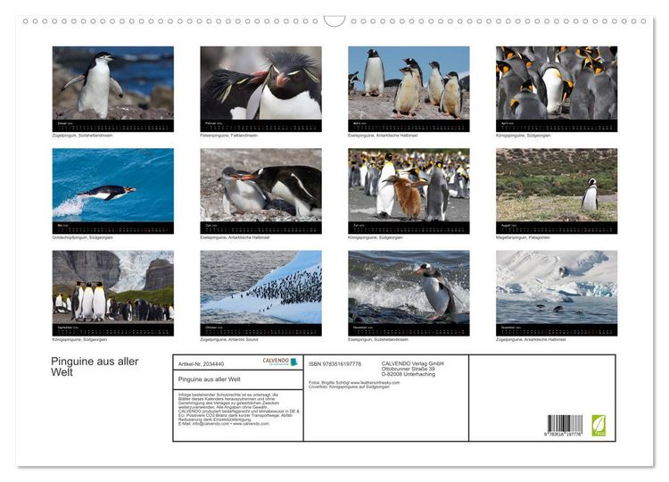Produktbild: Pinguine aus aller Welt (Wandkalender 2026 DIN A2 quer), CALVENDO Monatskalender