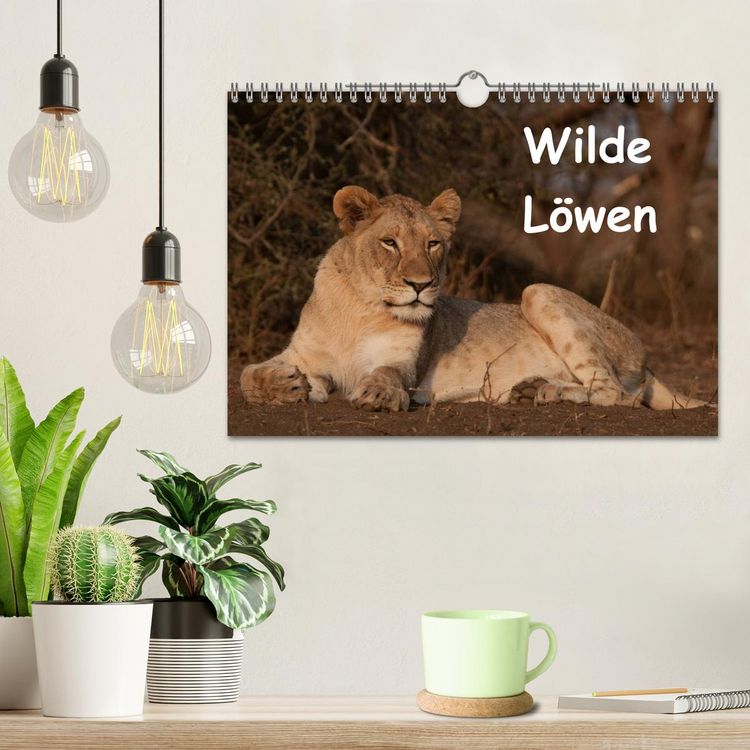 Produktbild: Wilde L&ouml;wen (Wandkalender 2026 DIN A4 quer), CALVENDO Monatskalender