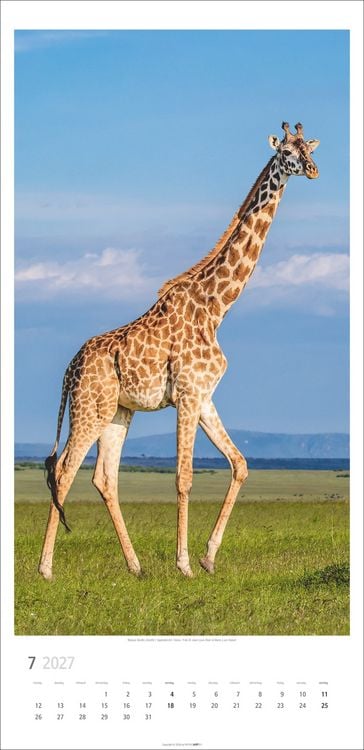 Produktbild: Giraffen Kalender 2027