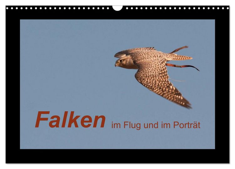 Produktbild: Falken im Flug und im Portr&auml;t (Wandkalender 2026 DIN A3 quer), CALVENDO Monatskalender