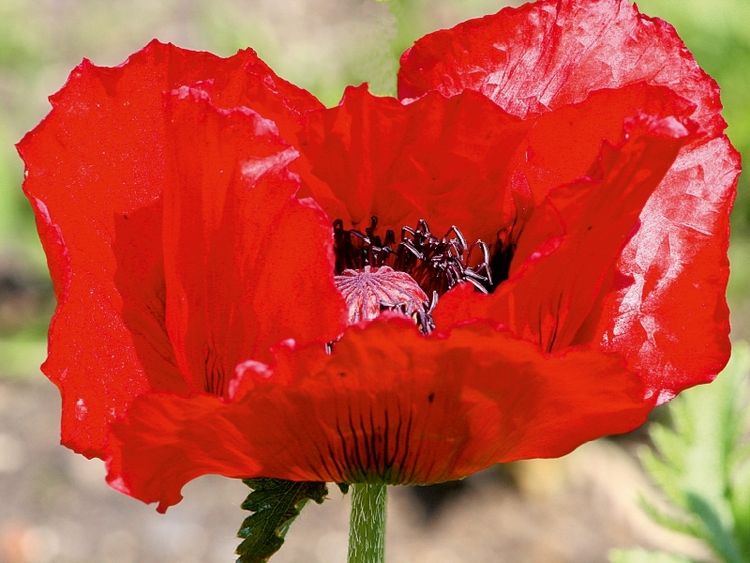 Produktbild: CALVENDO Puzzle Mohnbl&uuml;te im Sonnenlicht | 1000 Teile Lege-Gr&ouml;&szlig;e 64x48cm Foto-Puzzle f&uuml;r gl&uuml;ckliche Stunden