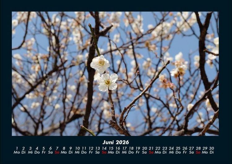 Produktbild: B&auml;ume 2026 Fotokalender DIN A4