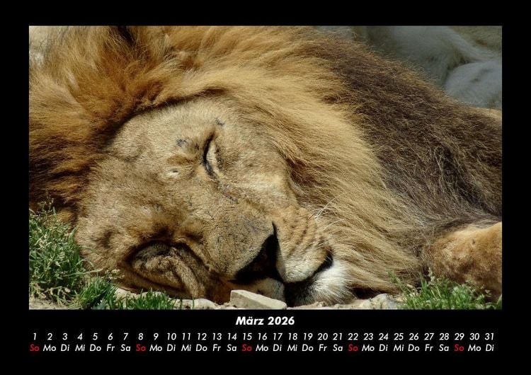 Produktbild: L&ouml;wen in der Wildnis 2026 Fotokalender DIN A3