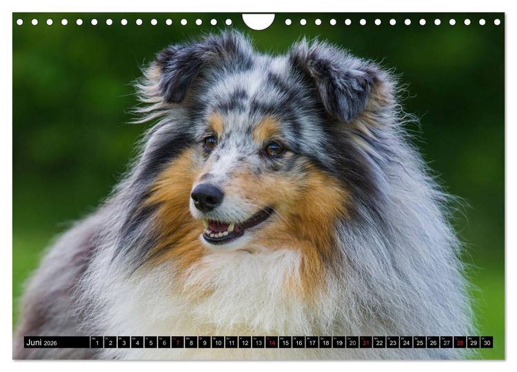 Produktbild: Traumhund Sheltie (Wandkalender 2026 DIN A4 quer), CALVENDO Monatskalender