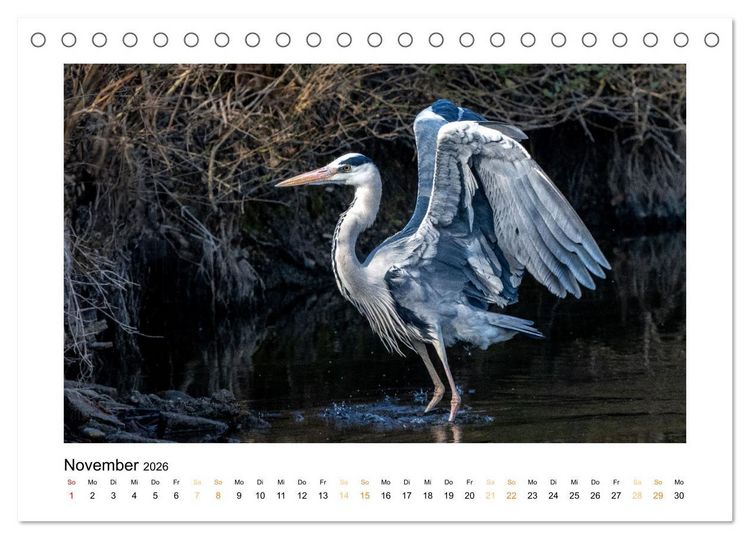 Produktbild: Wiener Tierwelt (Tischkalender 2026 DIN A5 quer), CALVENDO Monatskalender