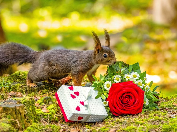 Produktbild: CALVENDO Puzzle Das Eichh&ouml;rnchen w&uuml;nscht alles Gute! | 1000 Teile Lege-Gr&ouml;&szlig;e 64x48cm Foto-Puzzle f&uuml;r gl&uuml;ckliche Stunden