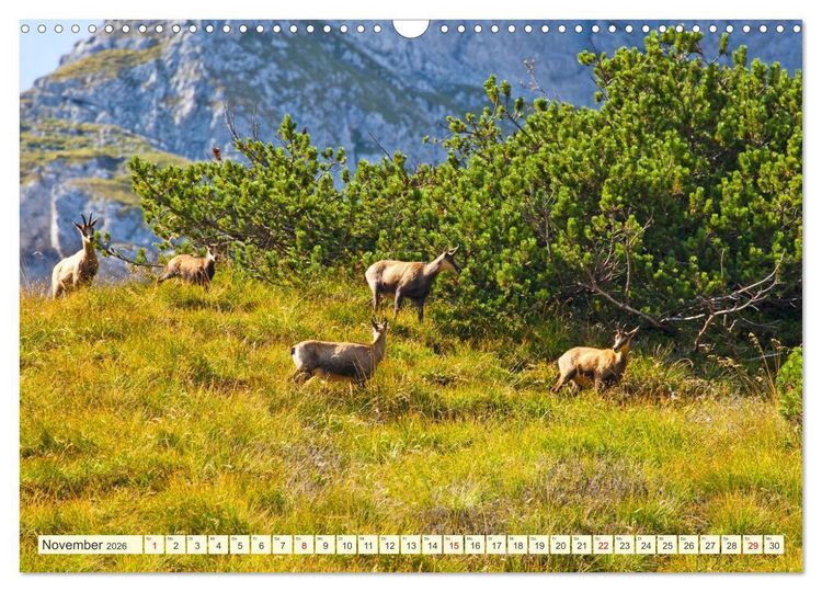 Produktbild: Wir sind die Stars in den Bergen (Wandkalender 2026 DIN A3 quer), CALVENDO Monatskalender