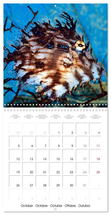 Produktbild: Fish magic (Wall Calendar 2026 12 &times; 12 Inch) CALVENDO 12 Month Wall Calendar