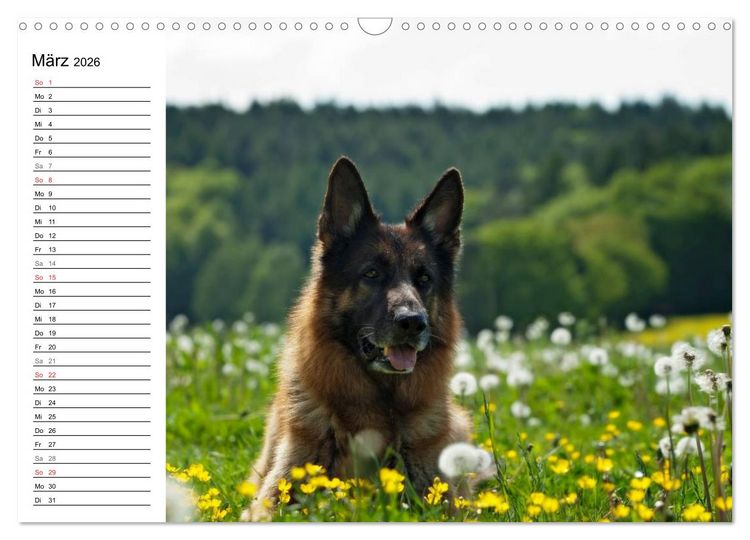 Produktbild: Deutsche Sch&auml;ferhunde - Senioren auf vier Pfoten (Wandkalender 2026 DIN A3 quer), CALVENDO Monatskalender