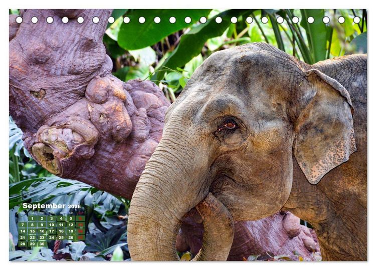 Produktbild: Gentle giants in the jungle (Desk Calendar 2026 DIN A5 landscape), CALVENDO 12 Month DeskCalendar