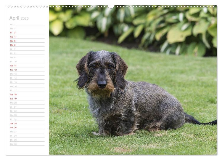 Produktbild: Rauhaardackel Motte & Friends (hochwertiger Premium Wandkalender 2026 DIN A2 quer), Kunstdruck in Hochglanz