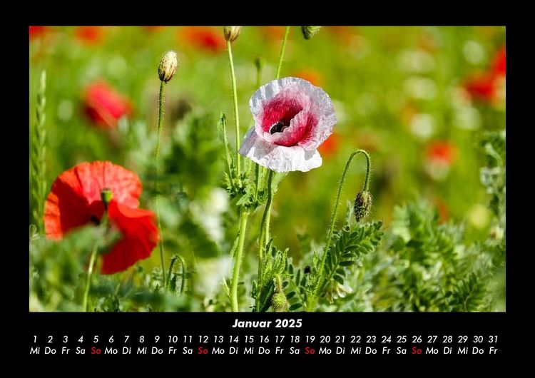 Produktbild: Blumenkalender 2025 Fotokalender DIN A3