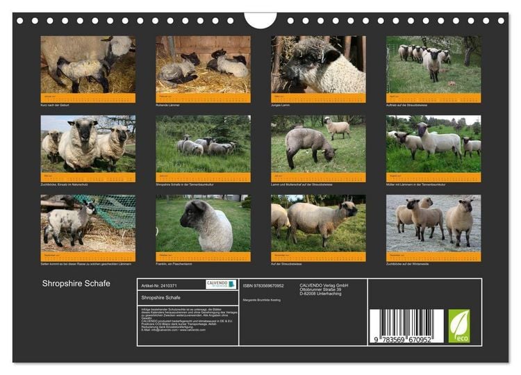 Produktbild: Shropshire Schafe (Wandkalender 2027 DIN A4 quer), CALVENDO Monatskalender