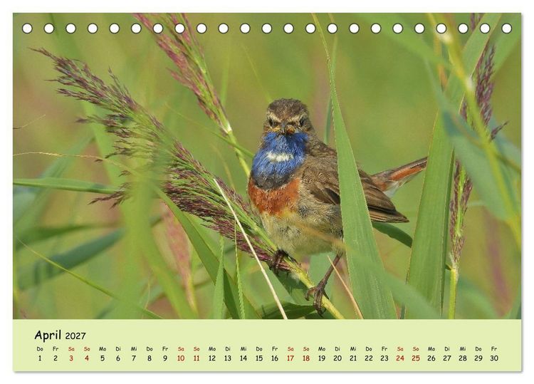 Produktbild: Faszination Zugv&ouml;gel - Rekorde in der Vogelwelt (Tischkalender 2027 DIN A5 quer), CALVENDO Monatskalender