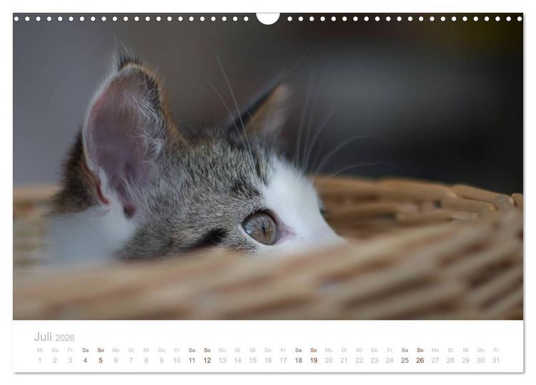 Produktbild: Katzenbabys beobachtet (Wandkalender 2026 DIN A3 quer), CALVENDO Monatskalender
