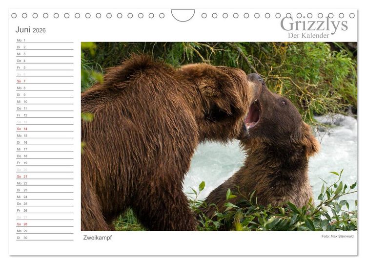 Produktbild: Grizzlys - Der Kalender (Wandkalender 2026 DIN A4 quer), CALVENDO Monatskalender