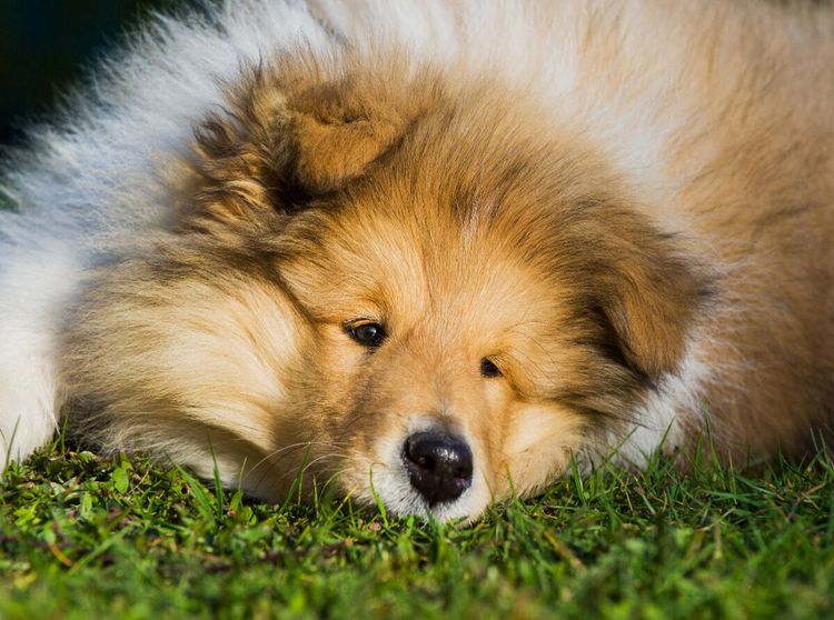 Produktbild: CALVENDO Puzzle Ein entz&uuml;ckendes Colliekind | 2000 Teile Lege-Gr&ouml;&szlig;e 90x67cm Foto-Puzzle f&uuml;r gl&uuml;ckliche Stunden
