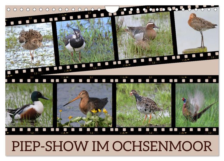 Produktbild: PIEP-SHOW im Ochsenmoor (Wandkalender 2026 DIN A4 quer), CALVENDO Monatskalender