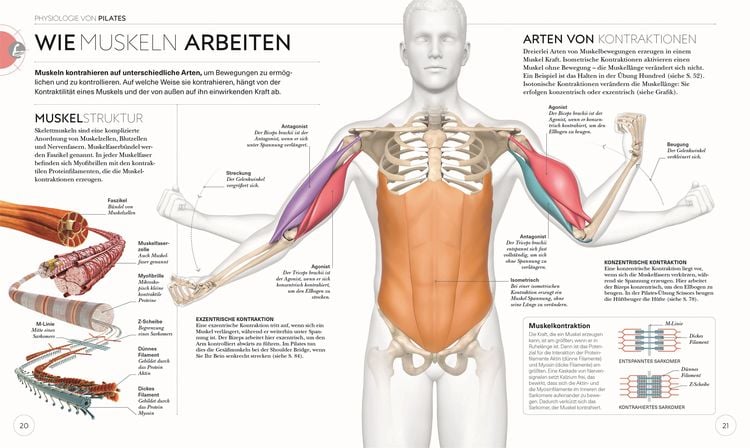 Produktbild: Pilates - Die Anatomie verstehen