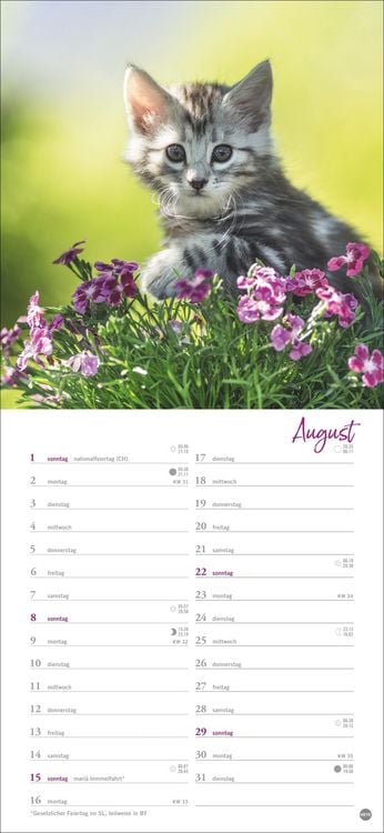 Produktbild: Katzen slim - Auf sanften Pfoten Kalender 2027