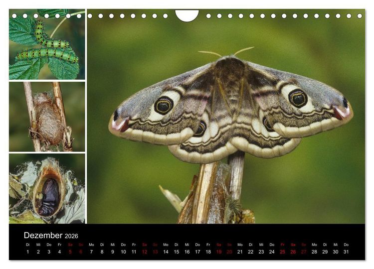 Produktbild: Schmetterlinge - Wunder der Verwandlung (Wandkalender 2026 DIN A4 quer), CALVENDO Monatskalender
