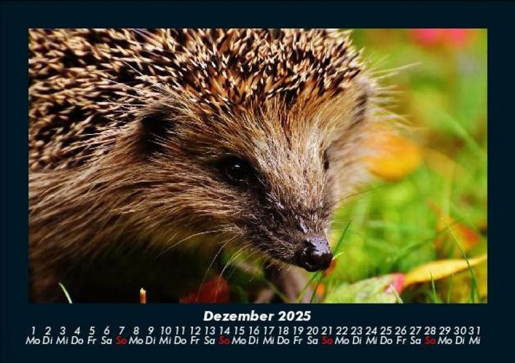 Produktbild: Tierkalender 2025 Fotokalender DIN A5