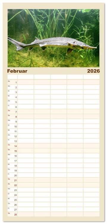 Produktbild: Familienplaner 2026 - Forelle, Hecht und St&ouml;r: Fische in europ&auml;ischen Gew&auml;ssern mit 5 Spalten (Wandkalender, 21 x 45 cm) CALVENDO