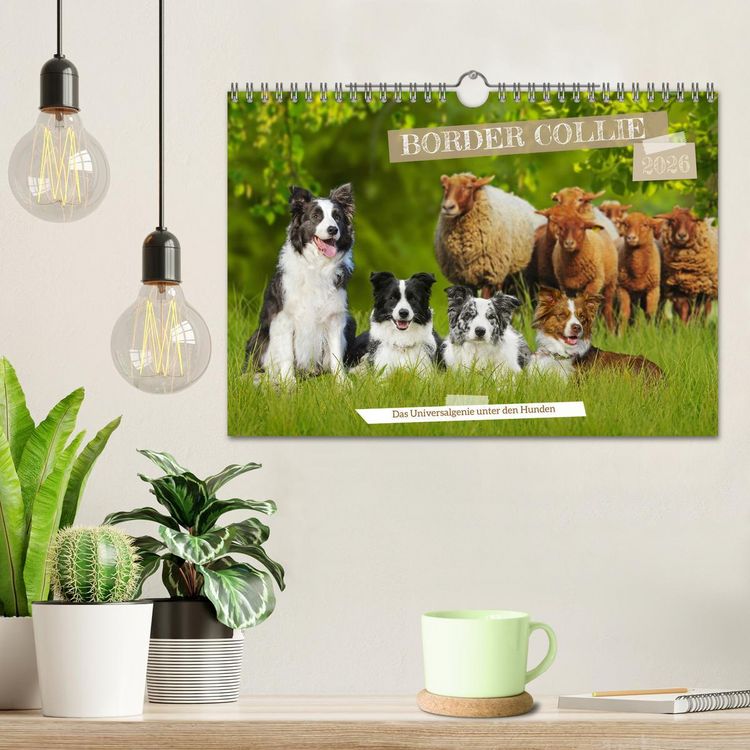 Produktbild: Border Collie - Das Universalgenie unter den Hunden (Wandkalender 2026 DIN A4 quer), CALVENDO Monatskalender