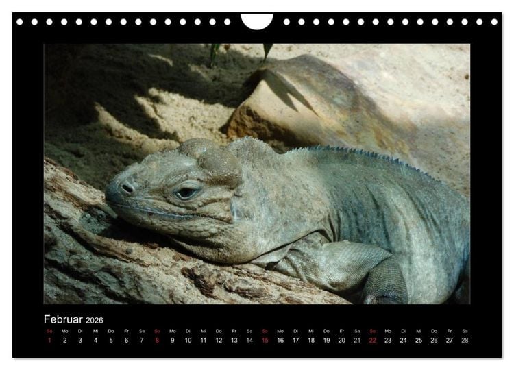 Produktbild: Faszinierende Reptilien (Wandkalender 2026 DIN A4 quer), CALVENDO Monatskalender