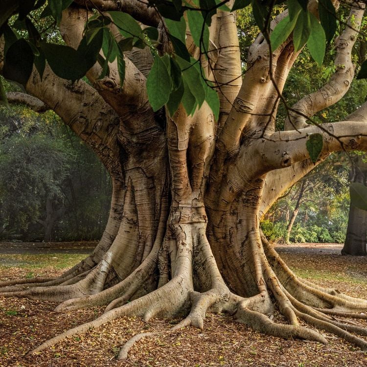 Produktbild: Die Kraft der B&auml;ume / The Power of Trees 2027
