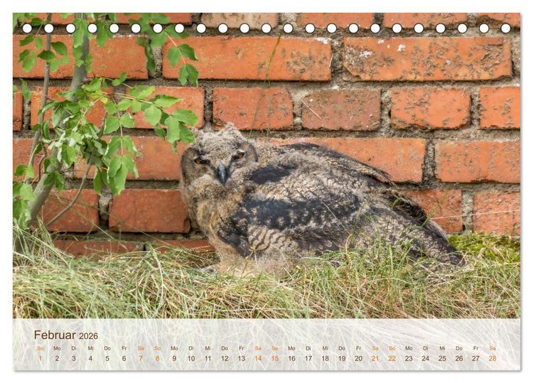 Produktbild: Uhu Highlights (Tischkalender 2026 DIN A5 quer), CALVENDO Monatskalender