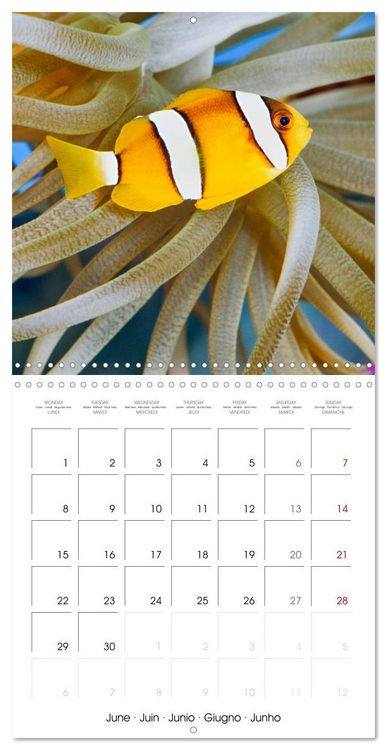 Produktbild: Fish magic (Wall Calendar 2026 12 &times; 12 Inch) CALVENDO 12 Month Wall Calendar