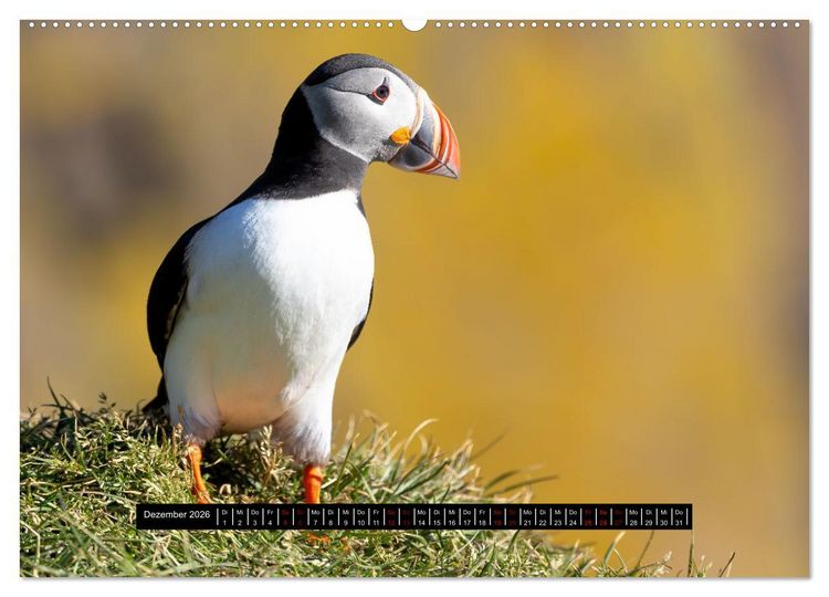 Produktbild: V&ouml;gel auf Island (Wandkalender 2026 DIN A2 quer), CALVENDO Monatskalender