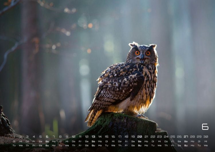 Produktbild: Eulen - W&auml;chter der Nacht - 2027 - Kalender DIN A2