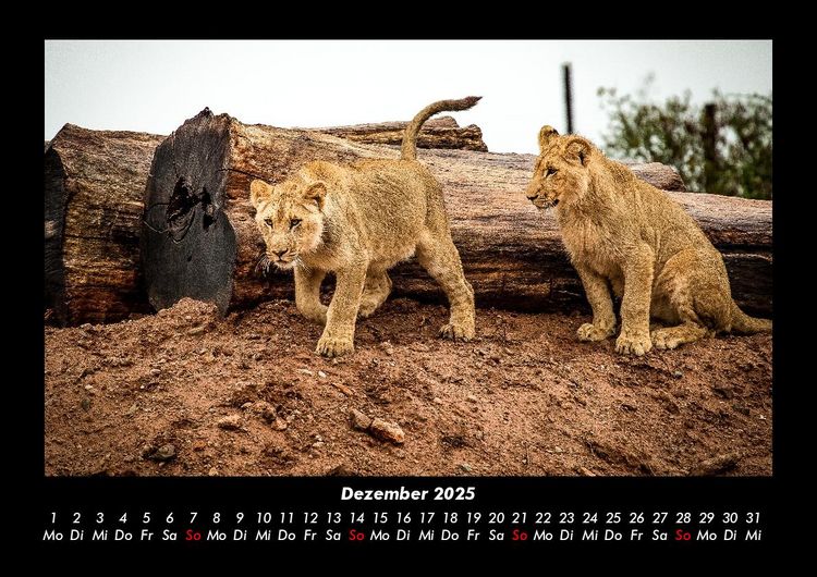 Produktbild: L&ouml;wen in der Wildnis 2025 Fotokalender DIN A3